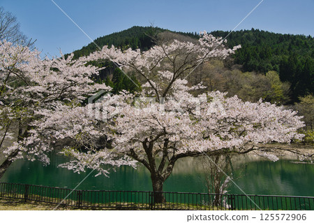 Coloring the lake - When the cherry blossoms dance, Lake Otomizu, Hyogo Prefecture 125572906