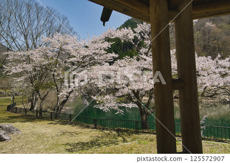 Coloring the lake - When the cherry blossoms dance, Lake Otomizu, Hyogo Prefecture 125572907