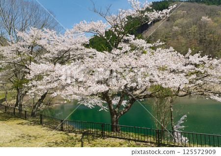 Coloring the lake - When the cherry blossoms dance, Lake Otomizu, Hyogo Prefecture Coloring the lake - When the cherry blossoms dance, Lake Otomizu, Hyogo Prefecture 125572909