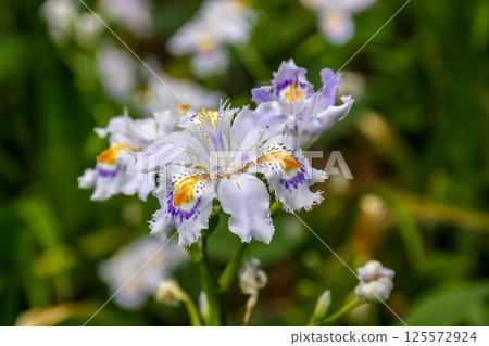 鳶尾花，花瓣上有深紫色和黃色的圖案[鳶尾科] 125572924