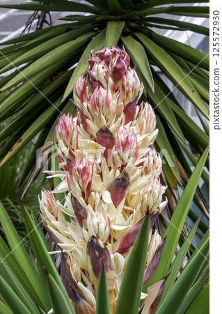 Yucca trecleana is close to blooming [Asparagaceae] 125572930