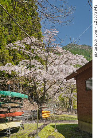 湖光山色－櫻花飛舞之時，兵庫縣乙水湖 125572945
