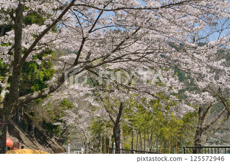 湖光山色-櫻花飛舞之時,兵庫縣乙水湖 湖光山色-櫻花飛舞之時,兵庫縣乙水湖 125572946