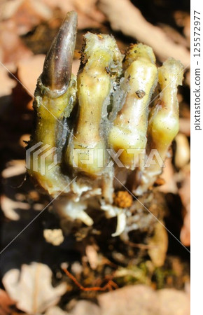 令人毛骨悚然的手從地面伸出 125572977