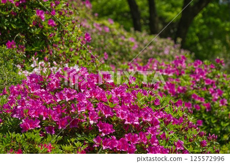杜鵑花和嫩葉 125572996