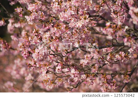 Kawazu cherry blossoms to announce the arrival of spring Kawazu cherry blossoms to announce the arrival of spring 125573042