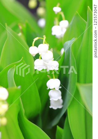 可愛的鈴蘭花 可愛的鈴蘭花 125573047