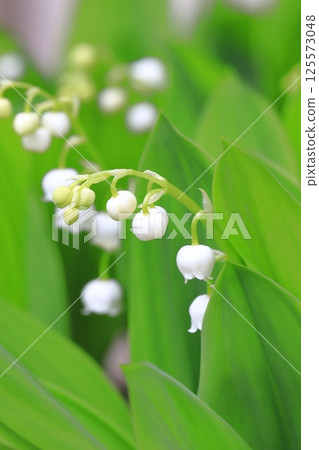 可愛的鈴蘭花 125573048