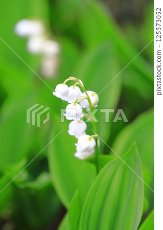 Cute lily of the valley flowers 125573052