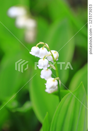 可愛的鈴蘭花 125573053