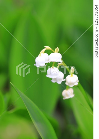 可愛的鈴蘭花 125573054