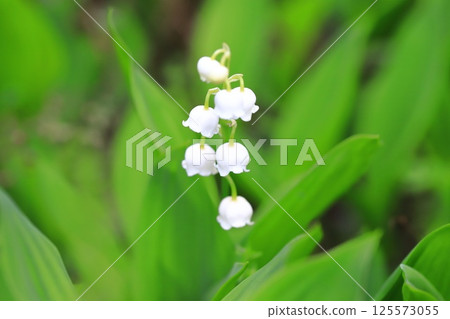 Cute lily of the valley flowers Cute lily of the valley flowers 125573055