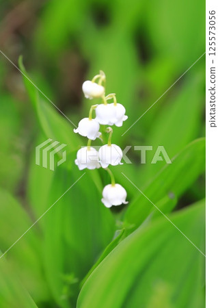 可愛的鈴蘭花 可愛的鈴蘭花 125573056