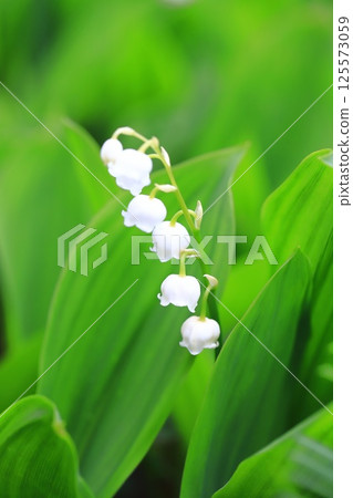 可愛的鈴蘭花 125573059