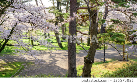 秋田市泉州公園清爽的春天早晨 125573085