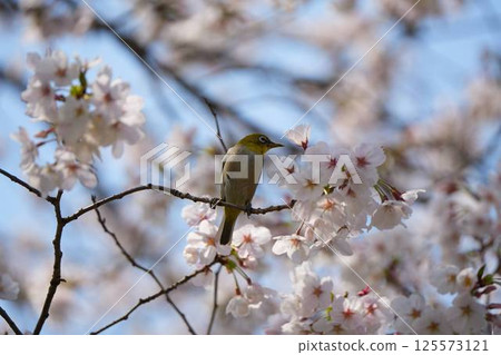 The chestnut smoky cherry blossom nectar 125573121