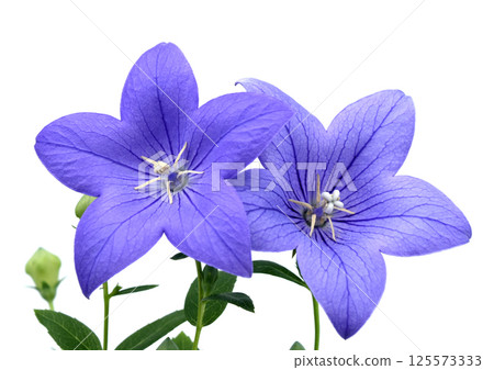 Bellflower, one of the seven autumn herbs, A3 (fixed photo) 125573333
