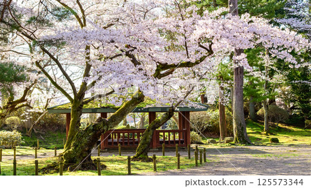 A refreshing spring morning, old cherry trees and a gazebo, Senshu Park, Akita City 125573344