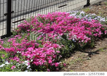Vibrant pink phlox flowers blooming in a spring garden Vibrant pink phlox flowers blooming in a spring garden 125573360