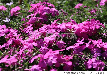 Vibrant pink phlox flowers blooming in a spring garden 125573361