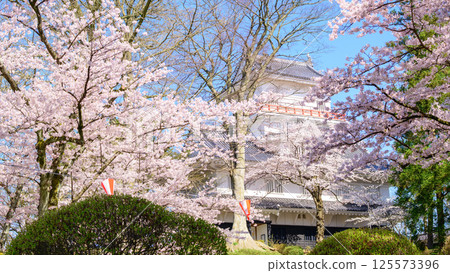 A refreshing morning at Senshu Park in spring, cherry blossoms and Osumi Yagura, Akita City 125573396