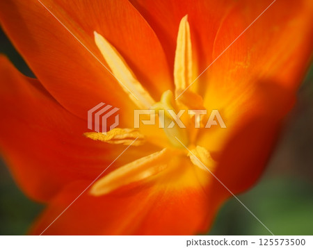 A Tulip Named Ballerina (20250418134417) A Tulip Named Ballerina (20250418134417) 125573500