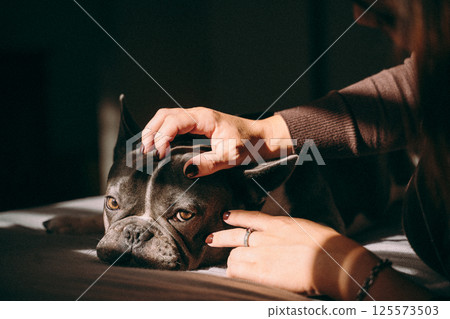 Calm Dog Enjoys Gentle Head Massage from Owner Calm Dog Enjoys Gentle Head Massage from Owner 125573503