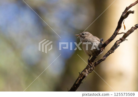 Eurasian wren, Troglodytes troglodytes. Little bird sitting Eurasian wren, Troglodytes troglodytes. Little bird sitting 125573509
