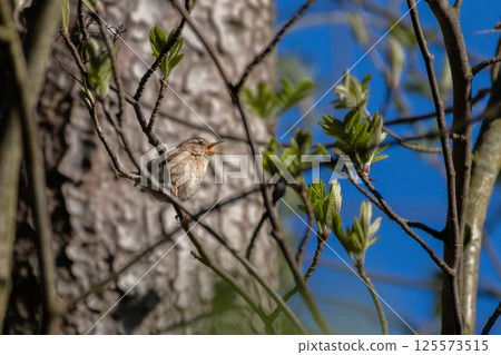 Troglodytes troglodytes. Wild nature. From the life of birds. Troglodytes troglodytes. Wild nature. From the life of birds. 125573515
