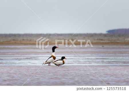 Common Shelduck (tadorna tadorna), in natural habitat Common Shelduck (tadorna tadorna), in natural habitat 125573518