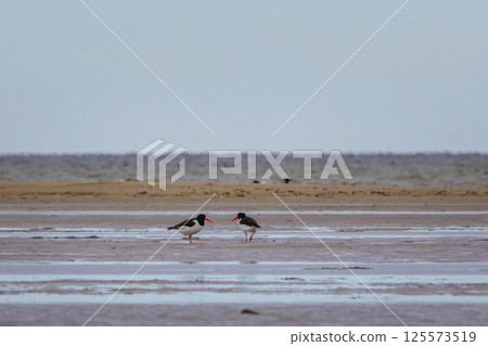 The wild nature of Europe. Haematopus ostralegus. 125573519
