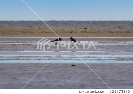 Haematopus ostralegus. The wild nature of the North Sea. Haematopus ostralegus. The wild nature of the North Sea. 125573520