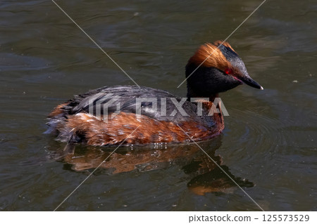 Horned Grebe (Podiceps auritus) on the lake 125573529