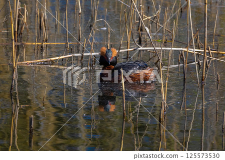 Horned Grebe (Podiceps auritus) on the lake 125573530