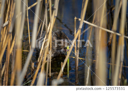 Nutria sit in reed on pond 125573531