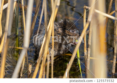 Nutria sit in reed on pond. Nutria sit in reed on pond. 125573532