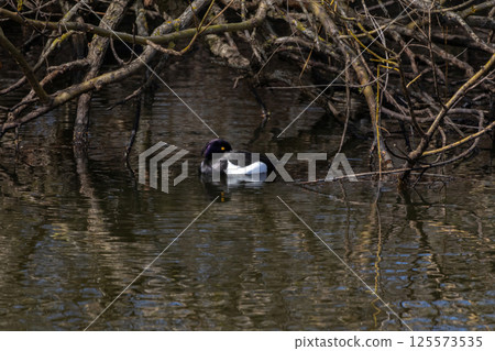 duck in natural habitat (aythya fuligula). tufted duck duck in natural habitat (aythya fuligula). tufted duck 125573535
