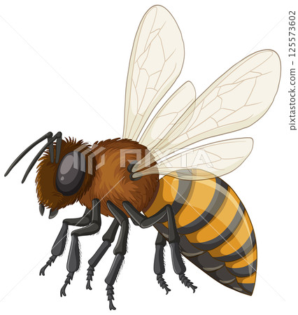 Detailed Vector Illustration of a Honey Bee 125573602