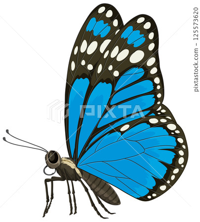 Vibrant Blue Butterfly Vector Illustration 125573620