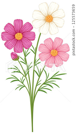Elegant Cosmos Flower Vector Illustration 125573659
