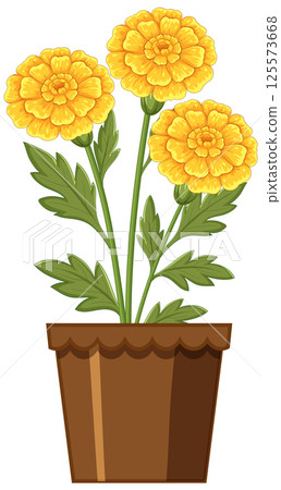 Vibrant Marigold Flowers in a Brown Pot Vibrant Marigold Flowers in a Brown Pot 125573668