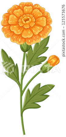 Vibrant Marigold Vector Illustration with Bud 125573676