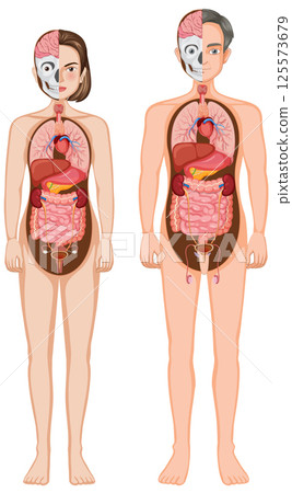 Detailed Human Anatomy Vector Illustration 125573679