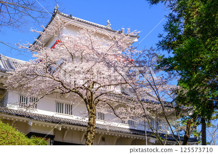 秋田市千秋公園的清爽早晨，櫻花與大隅櫓 125573710