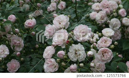 Princess Marie Small Rose Princess Marie Small Rose 125573766