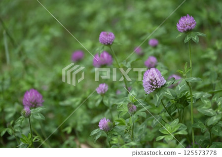Purple clover flowers blooming in the grass 125573778