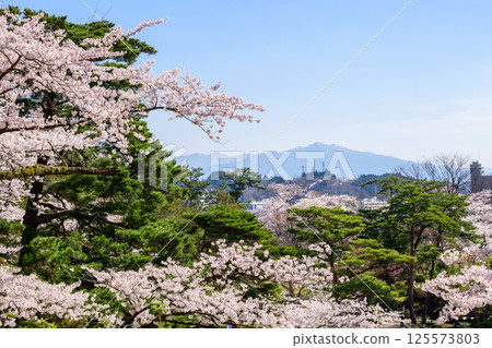 秋田市千秋公園櫻花盛開，遠處是太平山 125573803