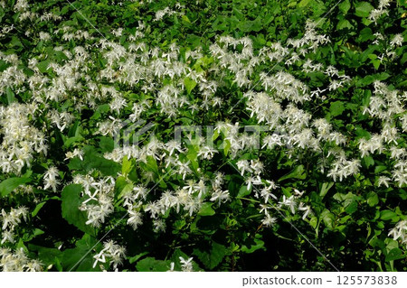 肉桂花盛開[相模原市津久井 9月] 125573838