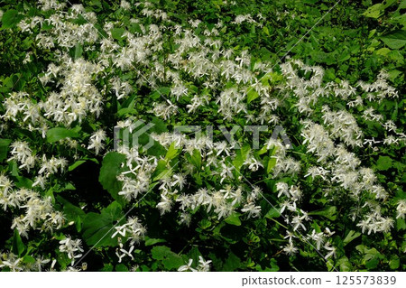 白色串珠鐵線蓮盛開的 [相模原市津久井 9月] 125573839