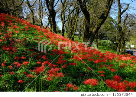 Red spider lilies blooming in a cherry blossom forest [Tsukui, Sagamihara City, October] 125573844